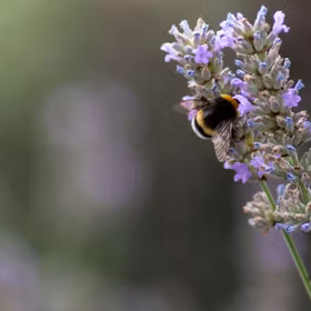 Lavendel 'Munstead'