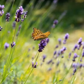 Lavendel 'Hidcote'