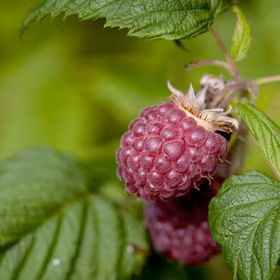 Hösthallon 'Elektra'