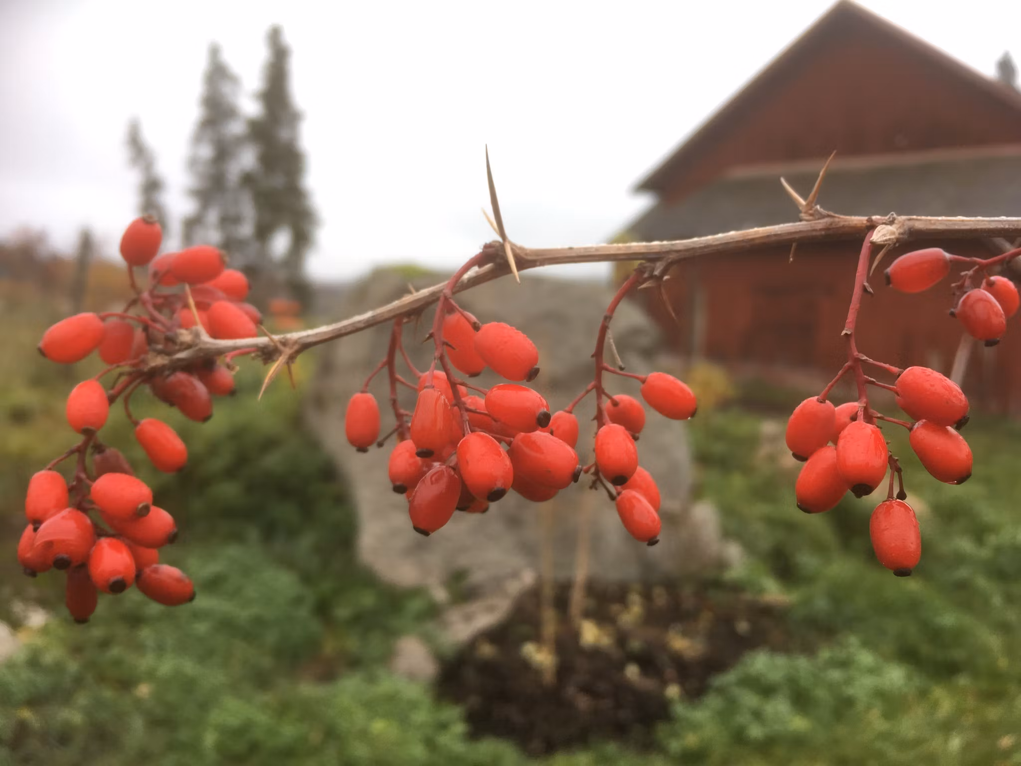 Koreansk berberis 'Rubin'