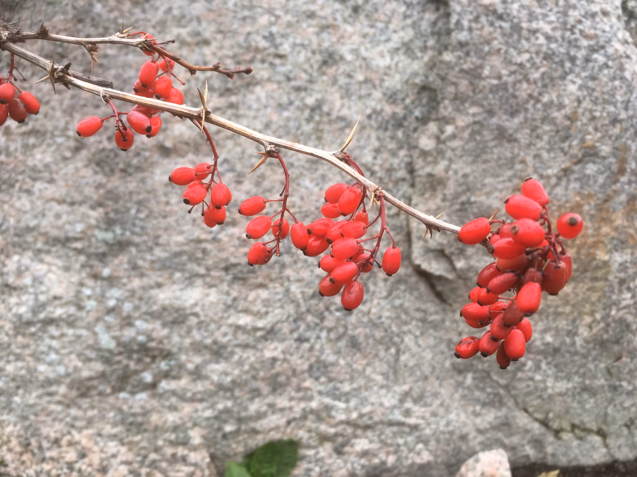 Koreansk berberis 'Rubin'