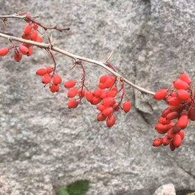 Koreansk berberis 'Rubin'
