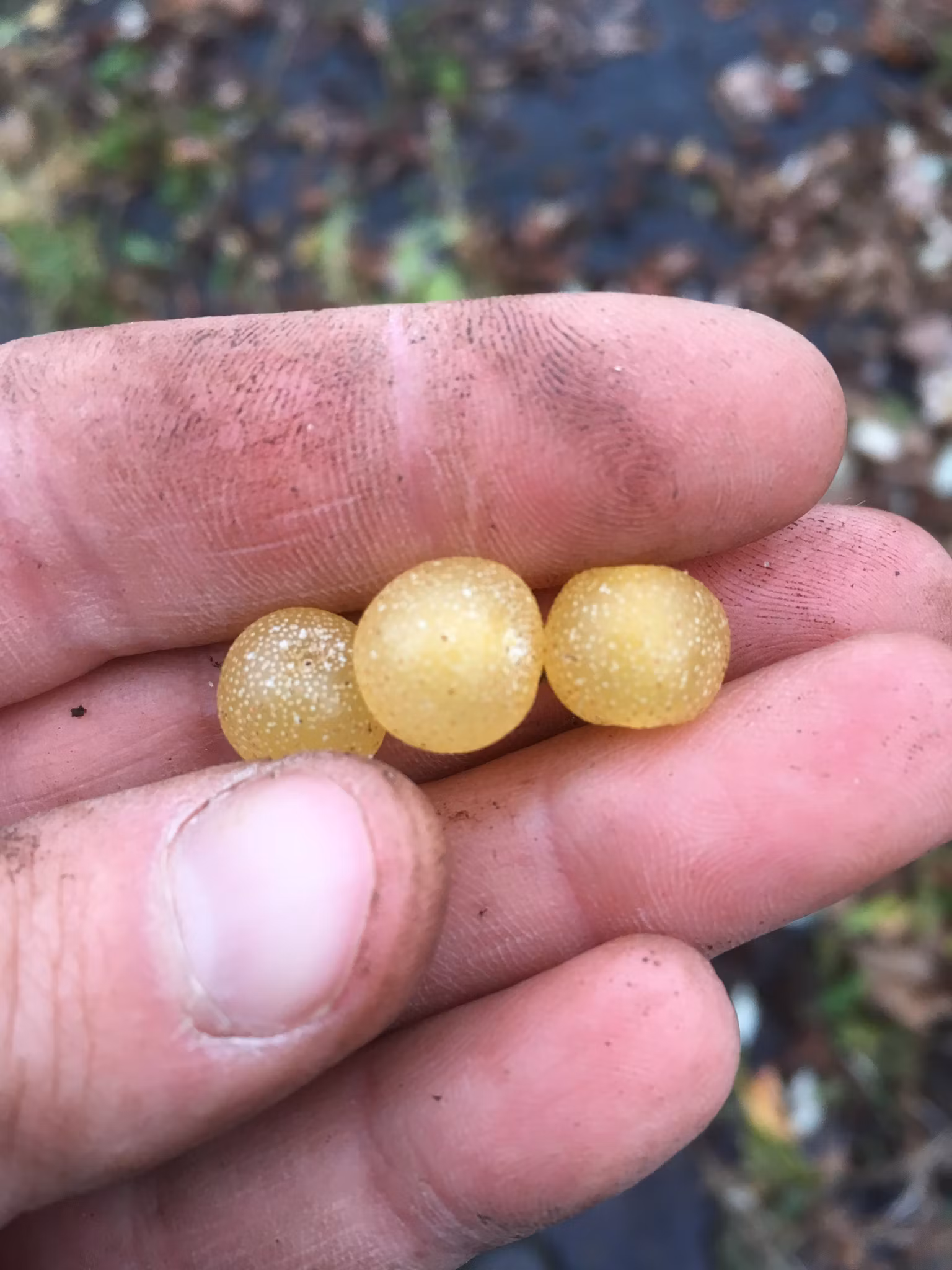 Koreansk silverbuske 'Amber'