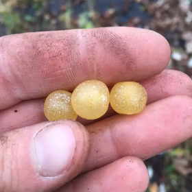 Koreansk silverbuske 'Amber'