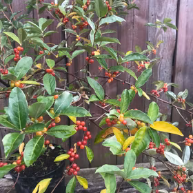 Koreansk silverbuske 'Marzahne'