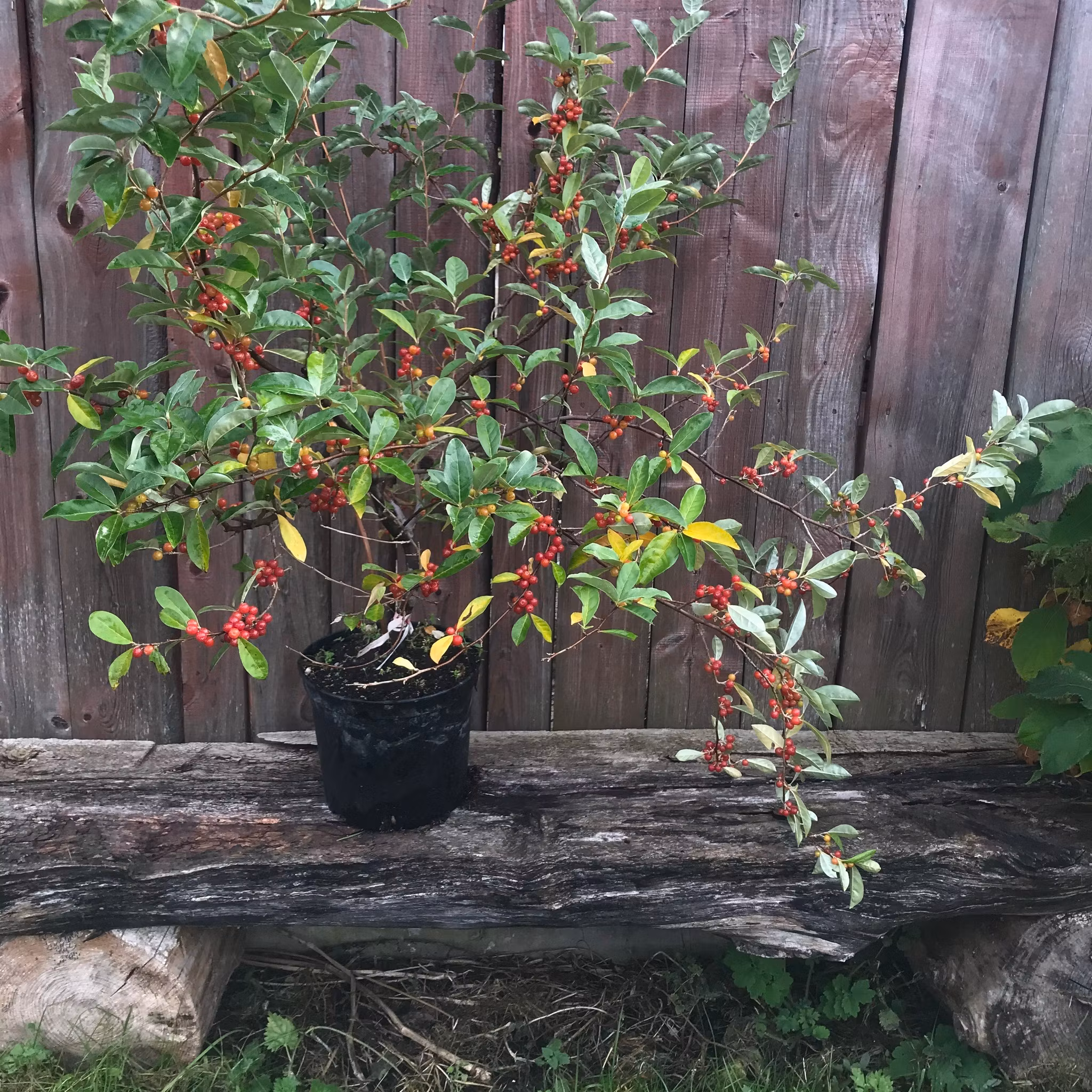 Koreansk silverbuske 'Serinus'