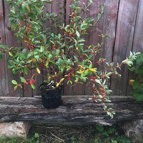 Koreansk silverbuske 'Serinus'
