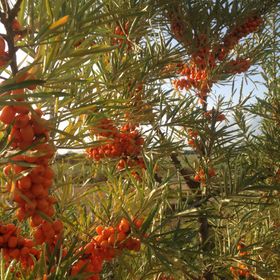 Havtorn 'Botanitjeskaja Ljubitelskaja'
