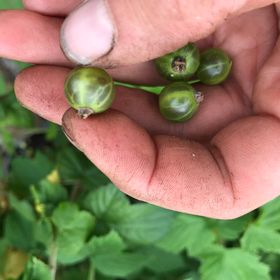Gröna vinbär 'De Gröna'
