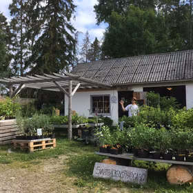 Krusbär 'Hinnonmäki Gul'