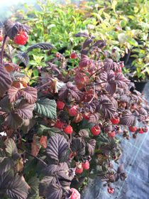 Sommarhallon 'Maria'