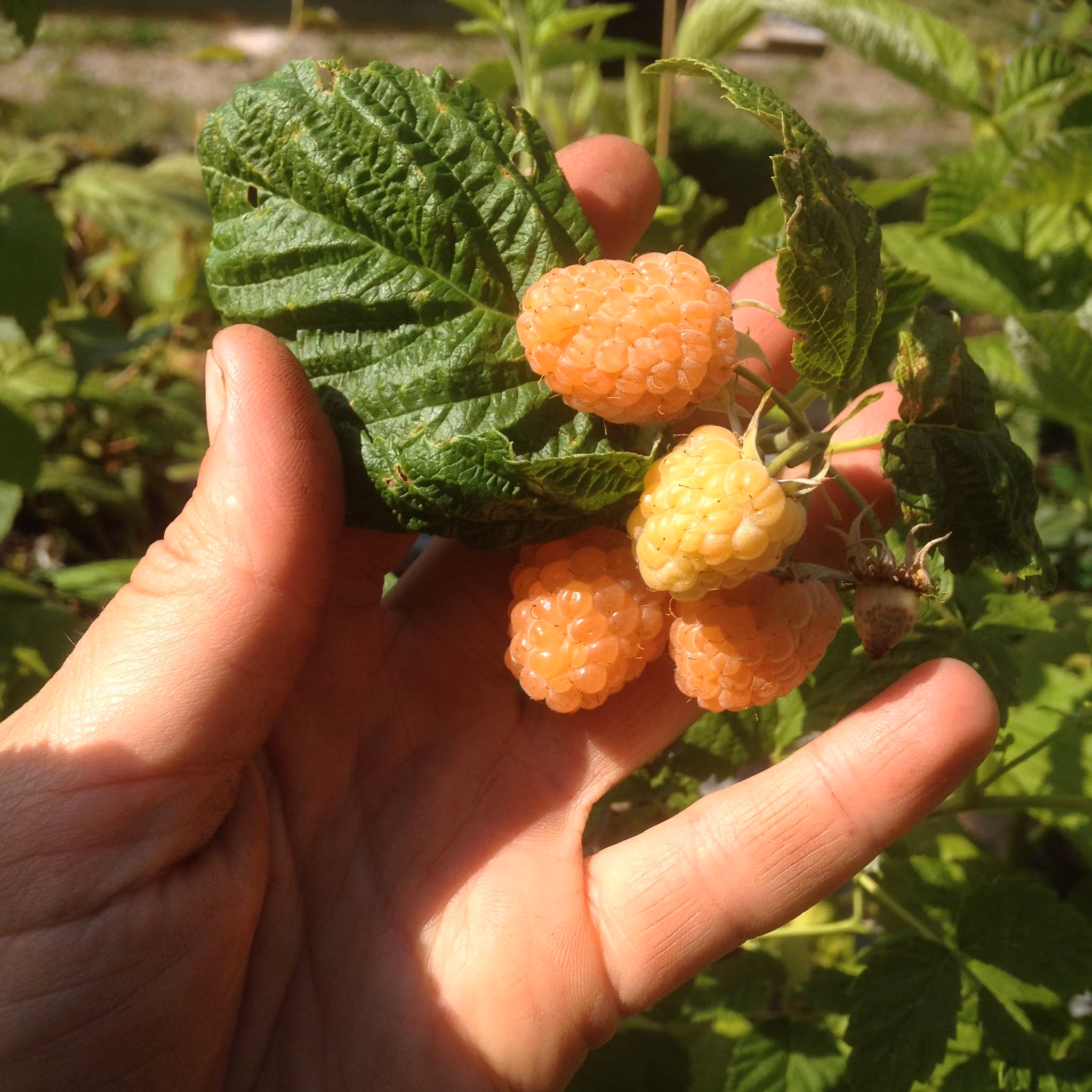 Sommarhallon 'Solguld'
