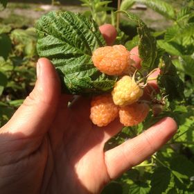 Sommarhallon 'Solguld'