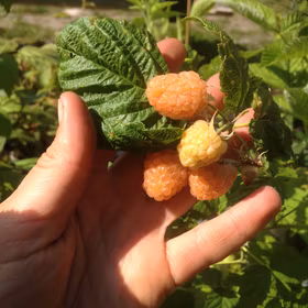 Sommarhallon 'Solguld'