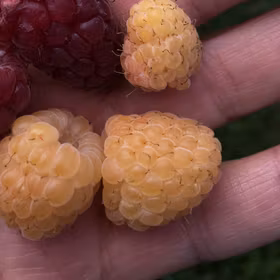 Sommarhallon 'Golden queen'