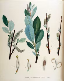 Daggvide 'Schiebel'