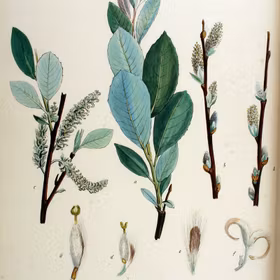 Daggvide 'Schiebel'