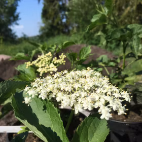 Fläder 'Haidegg 17'