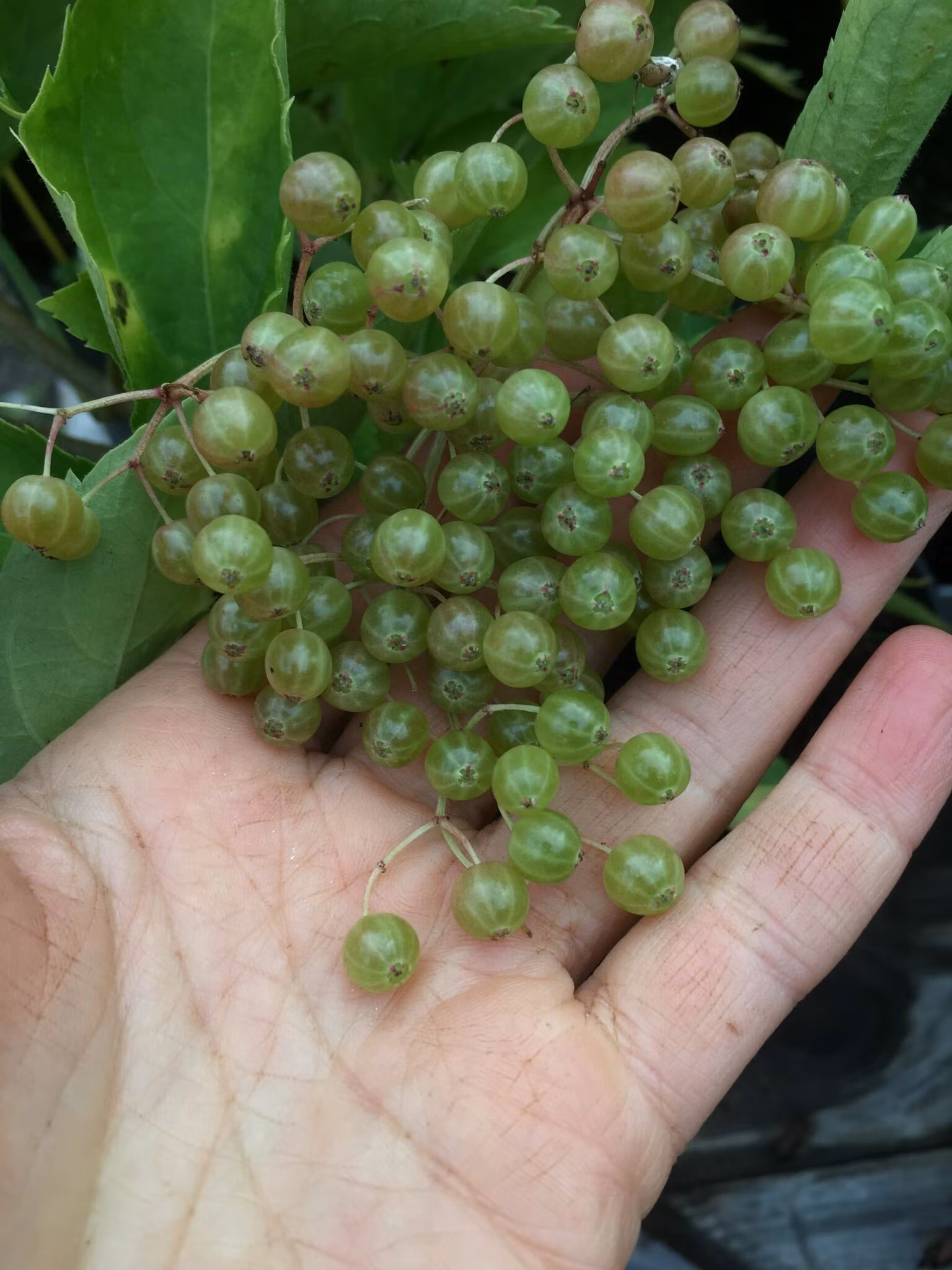 Fläder 'Viridis'