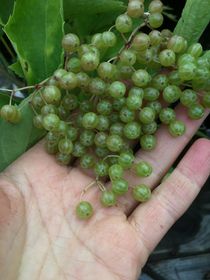 Fläder 'Viridis'