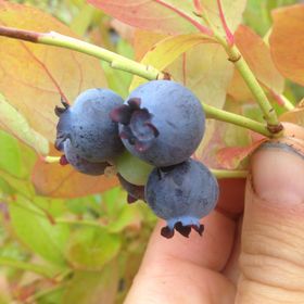 Amerikanskt blåbär 'Northblue'