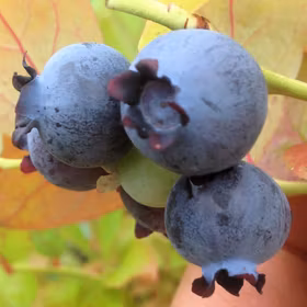 Amerikanskt blåbär 'Elisabeth'