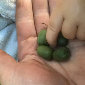 Minikiwi 'Anna', hona