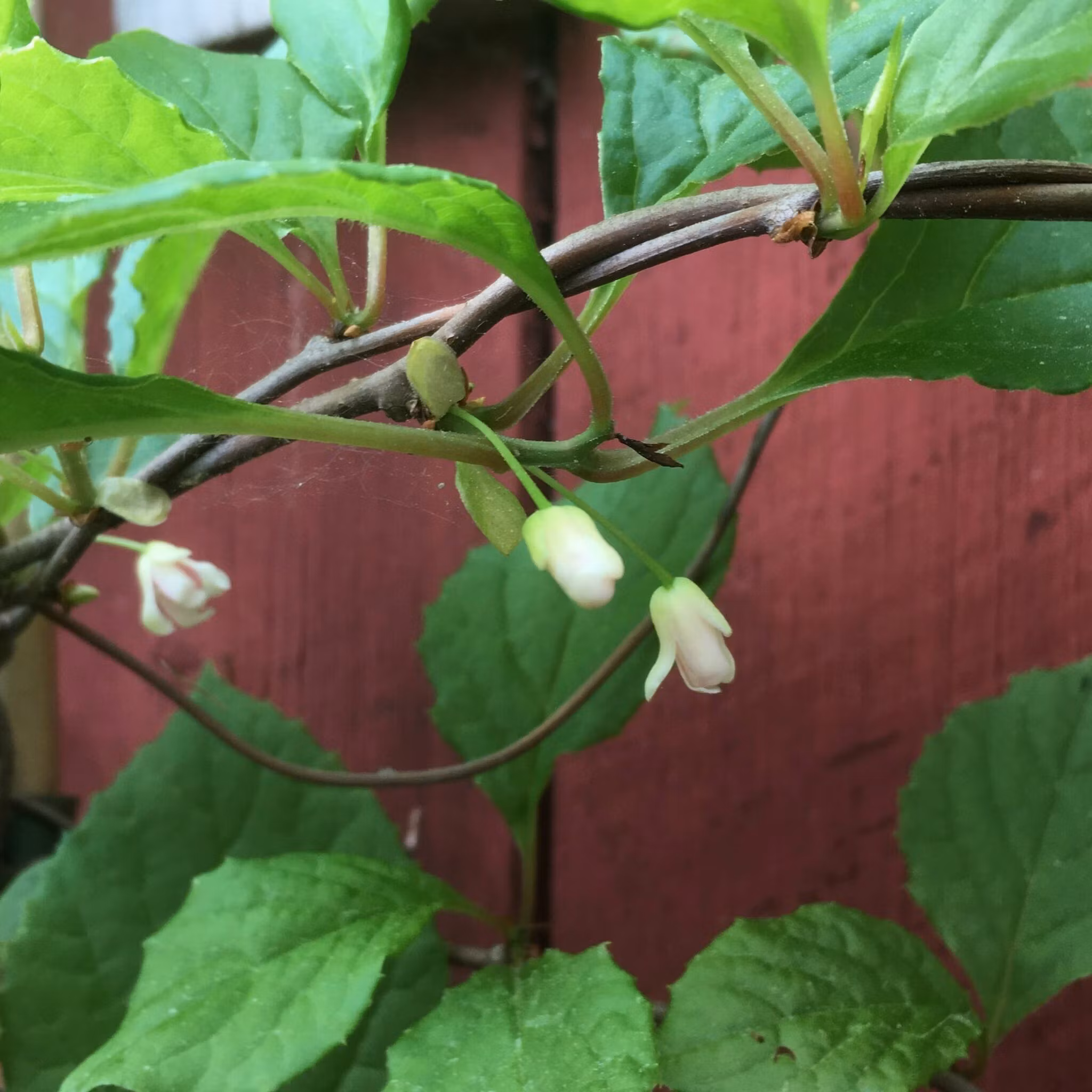 Fjärilsranka 'Sadova no.1'