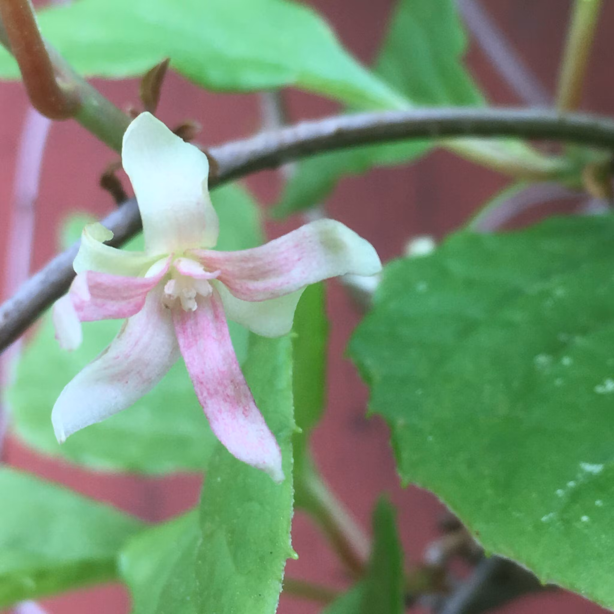 Fjärilsranka 'Sadova no.1'