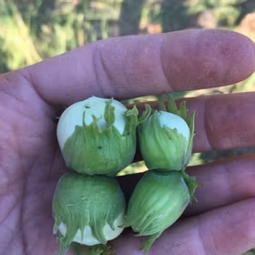 Storfruktig hassel 'EMOA 1'
