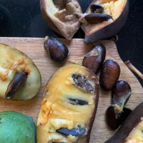 Pawpaw 'Davis'
