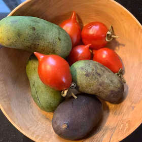 Pawpaw 'Pennsylvania Golden'
