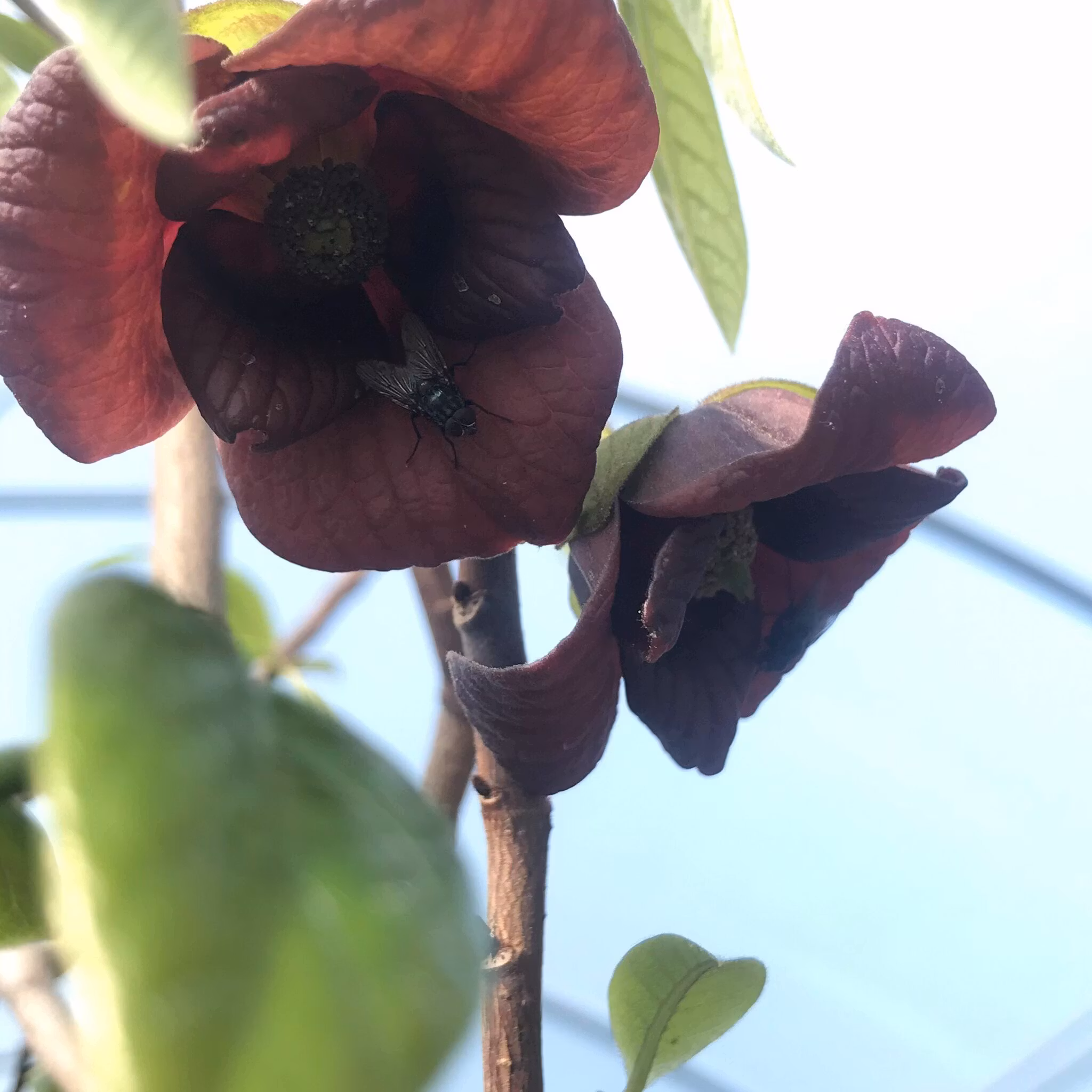Pawpaw 'Pennsylvania Golden'