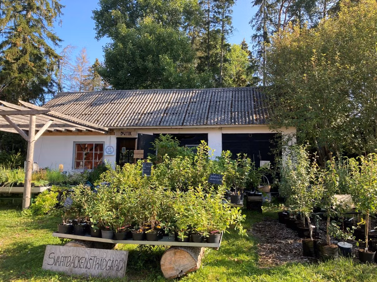 Krusbär 'Dagmar'