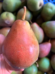 Päron 'Furstligt Grönt Taffelpäron'