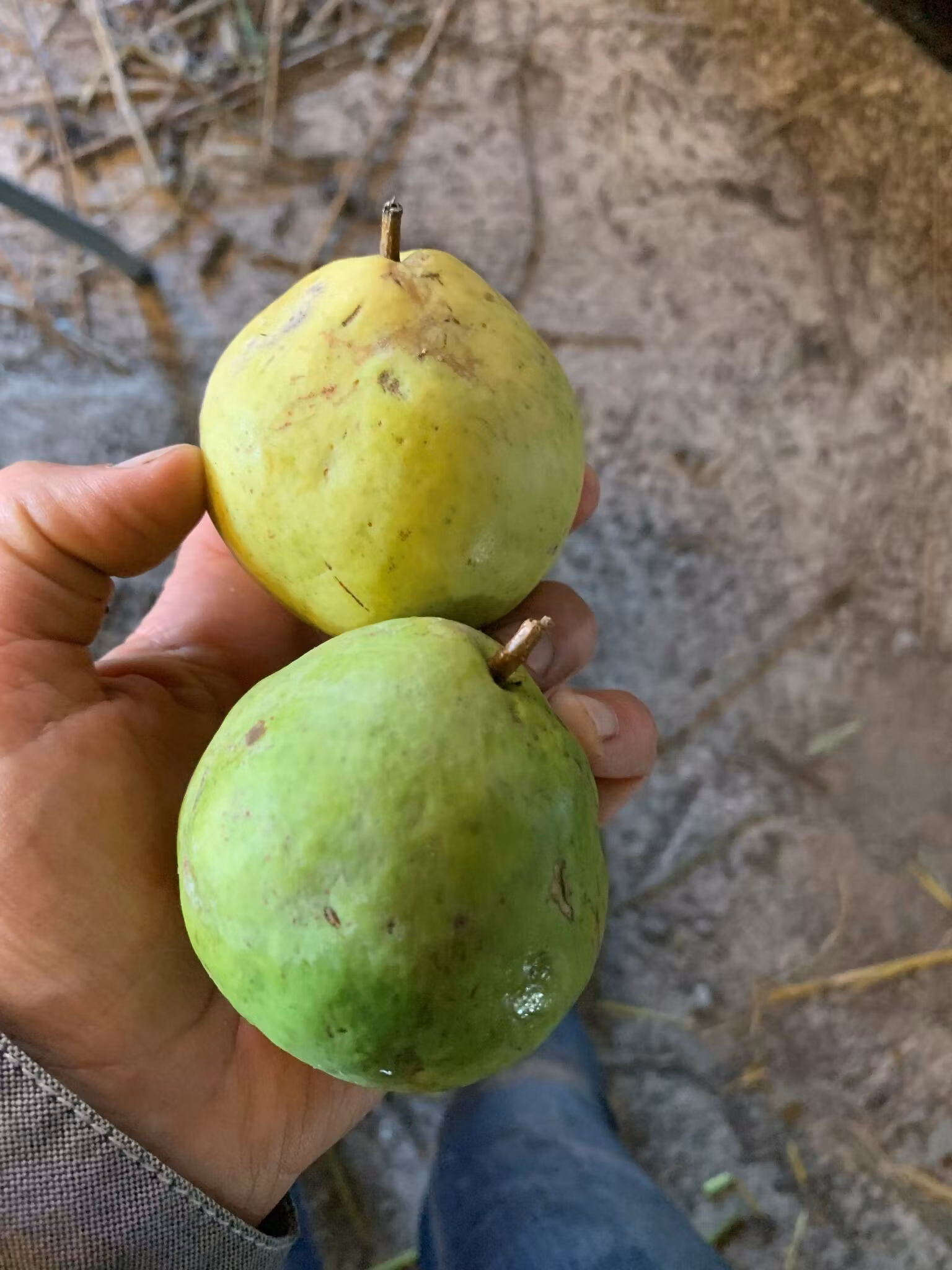 Päron 'Muratovskaja'