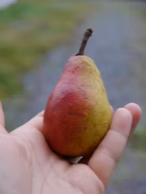 Päron 'Bonne Louise'