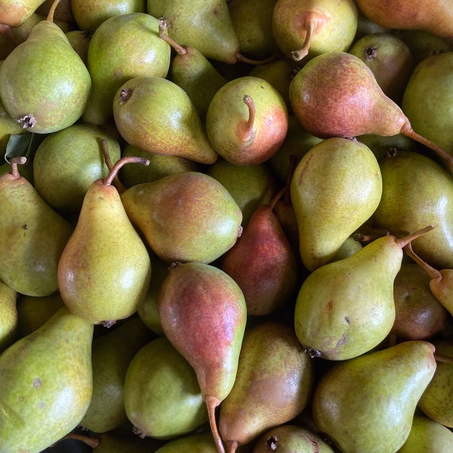 Päron 'Moskovskaja'