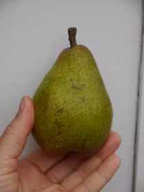 Päron 'Noveau Poiteau'