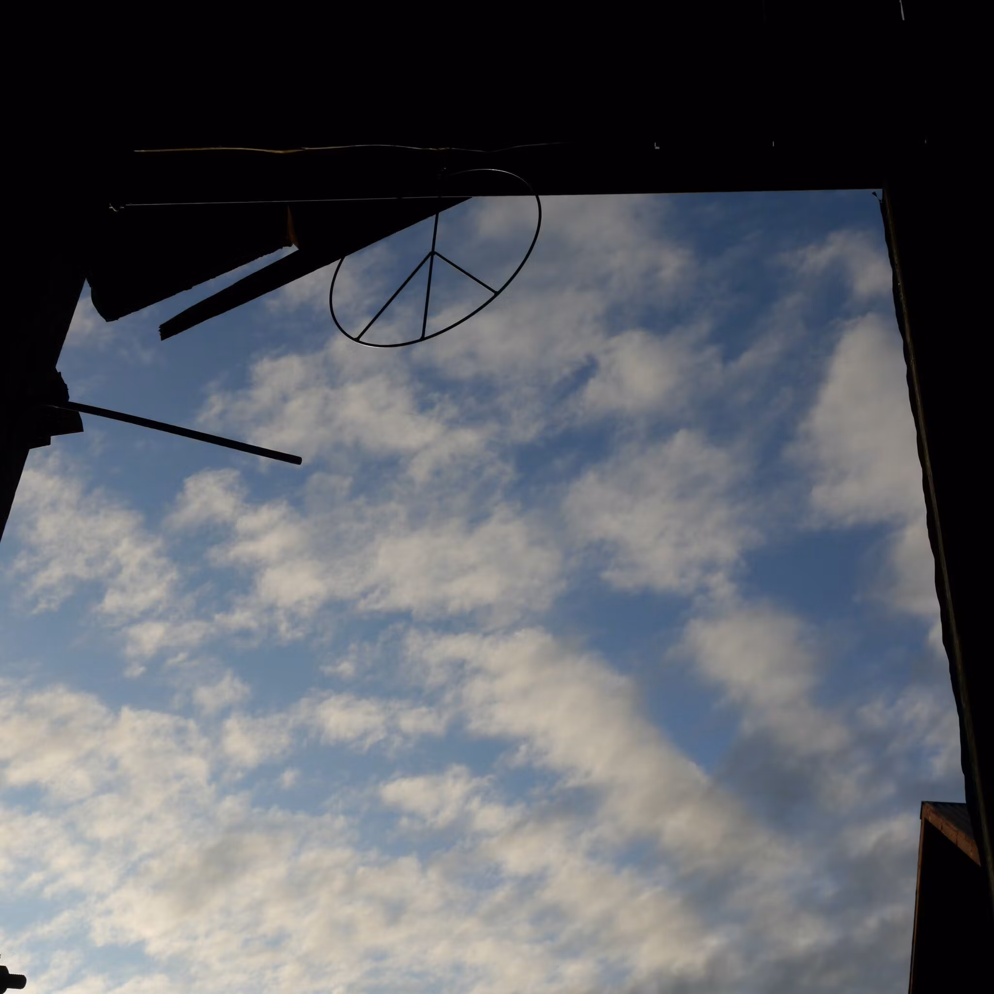 Svarta vinbär 'Delikatesnaja'