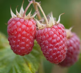 Sommarhallon 'Veten'