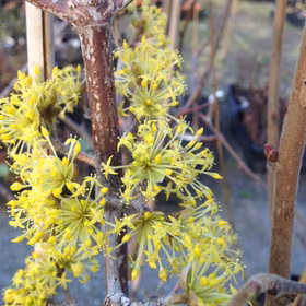 Körsbärskornell 'Alosza'