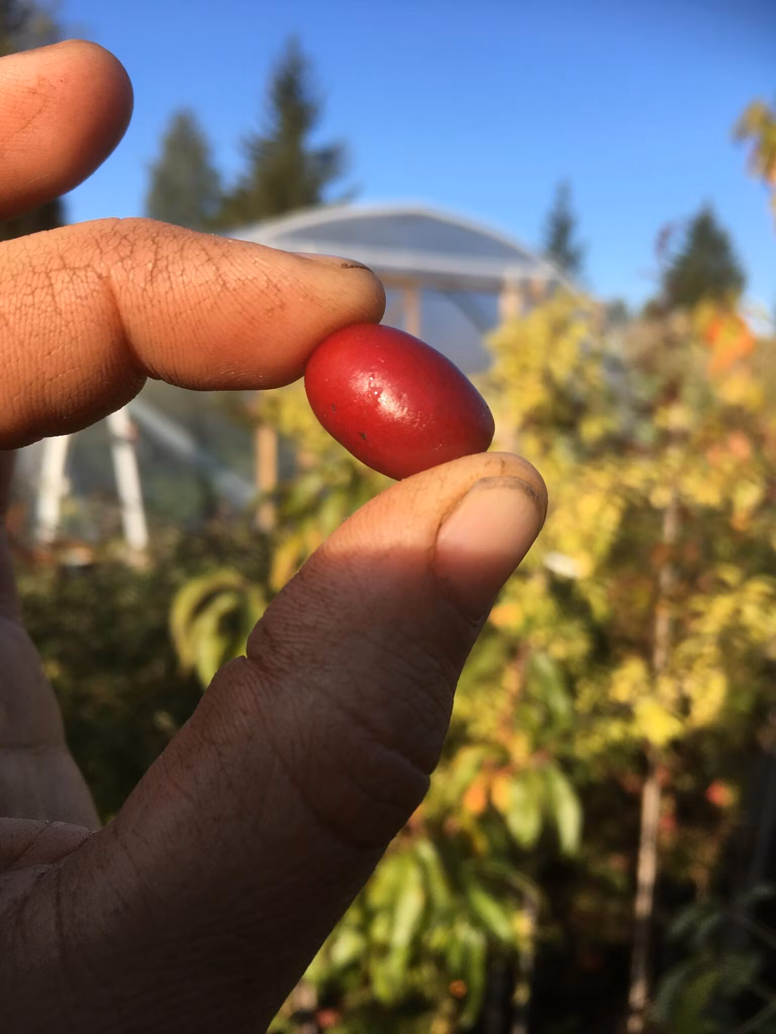 Körsbärskornell 'Dublany'