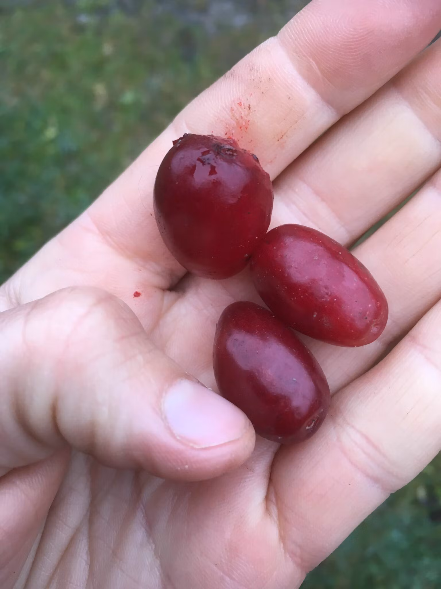 Körsbärskornell 'Elegantnyj'