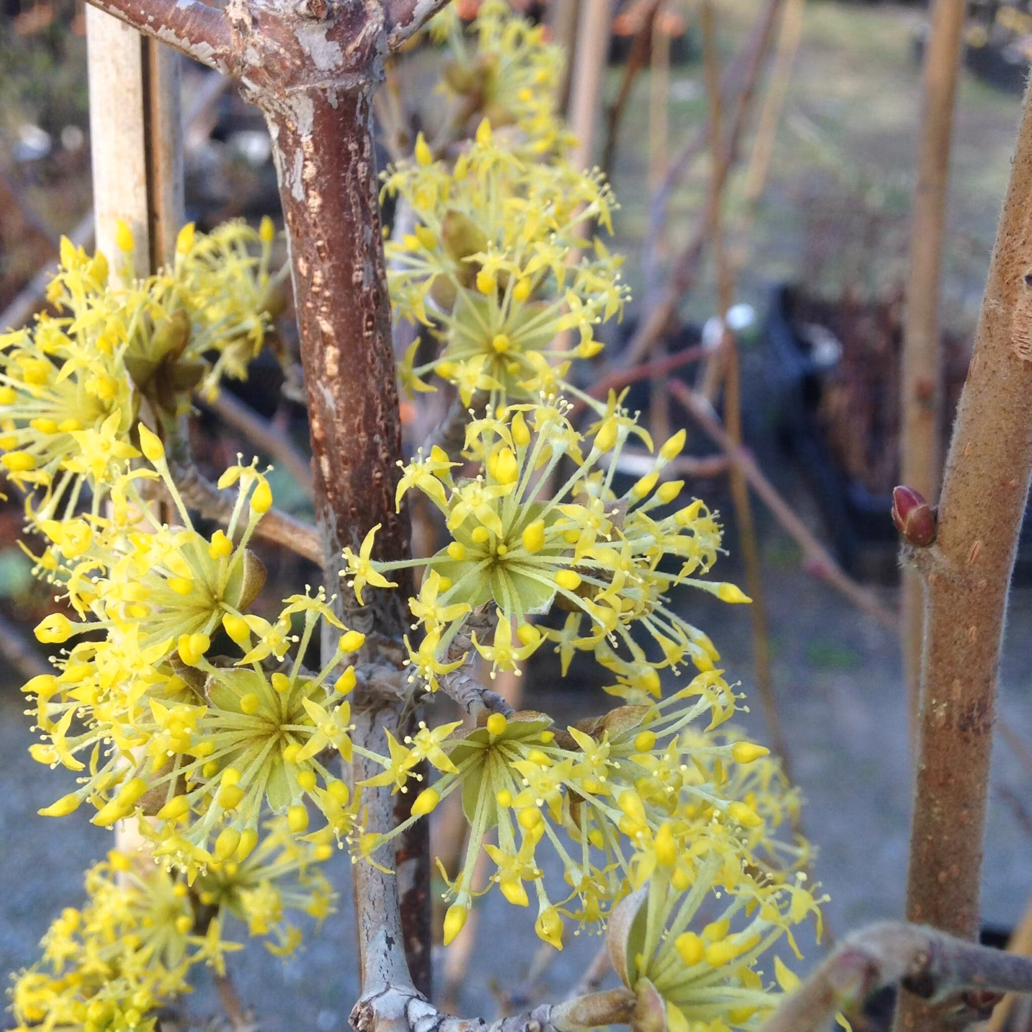 Körsbärskornell 'Nikolka'