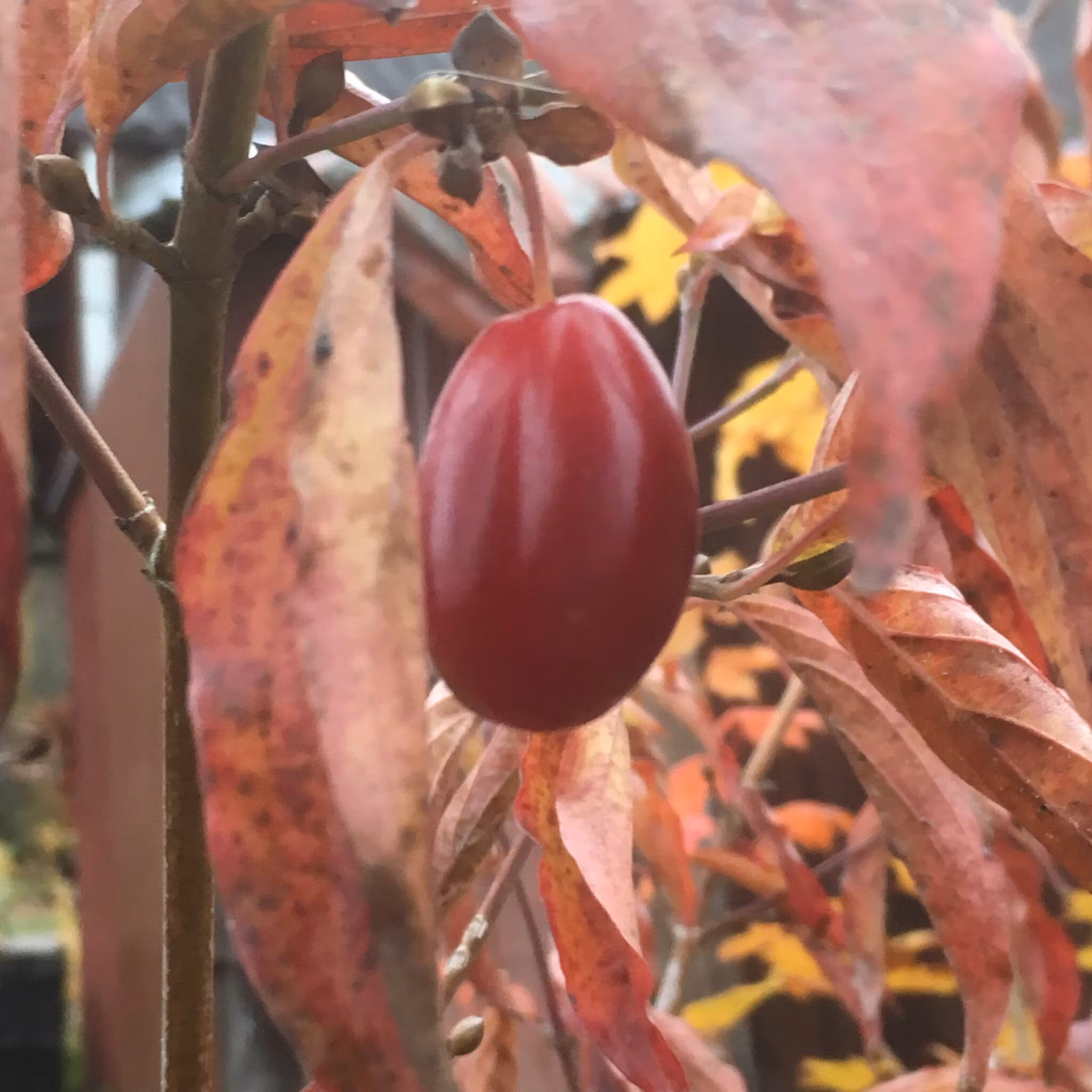 Körsbärskornell 'Nikolka'