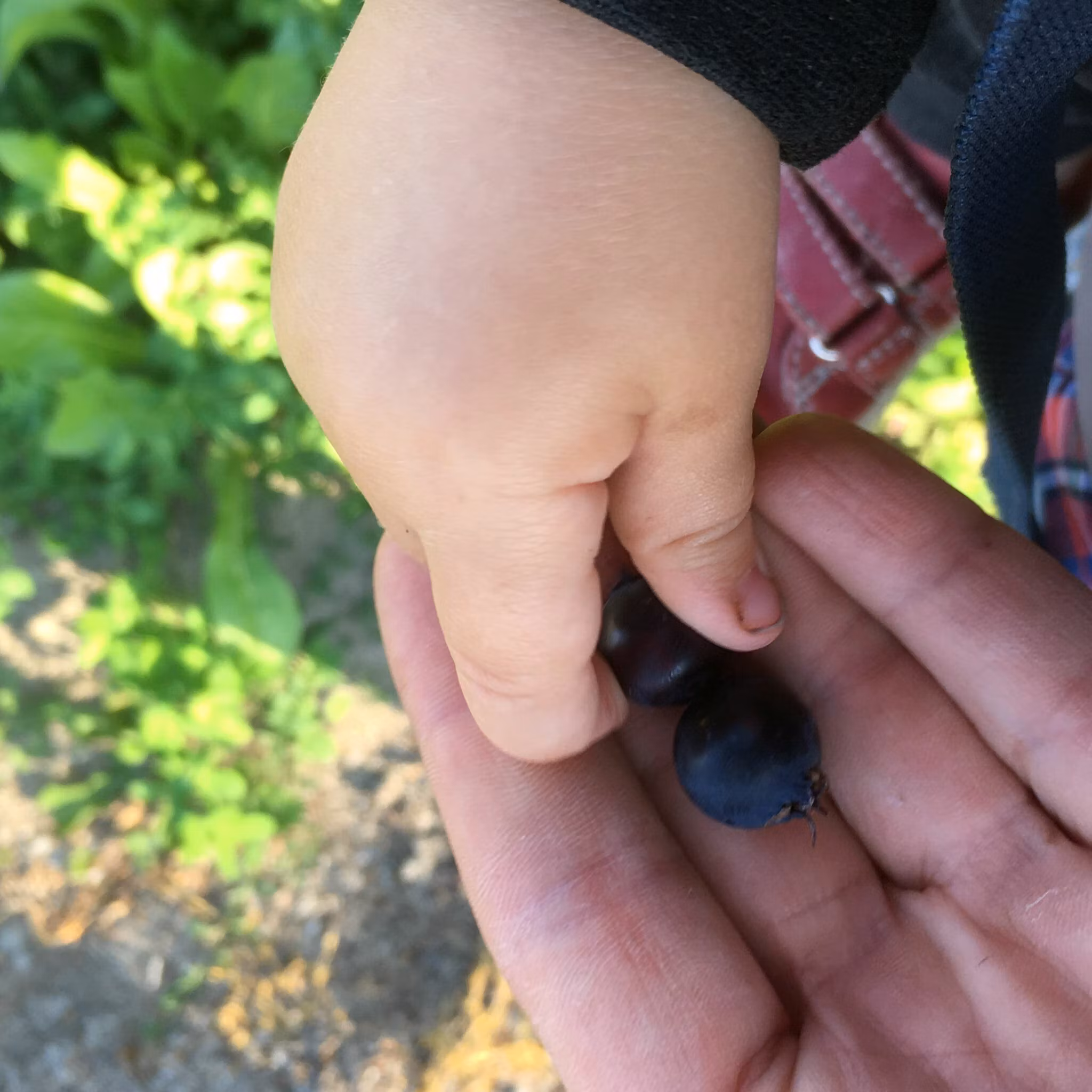 Bärhäggmispel 'Northline'