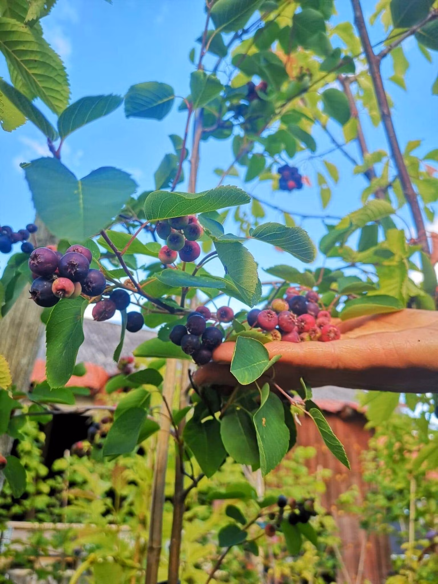 Bärhäggmispel 'Northline'