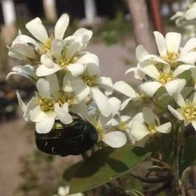 Bärhäggmispel 'Martin'