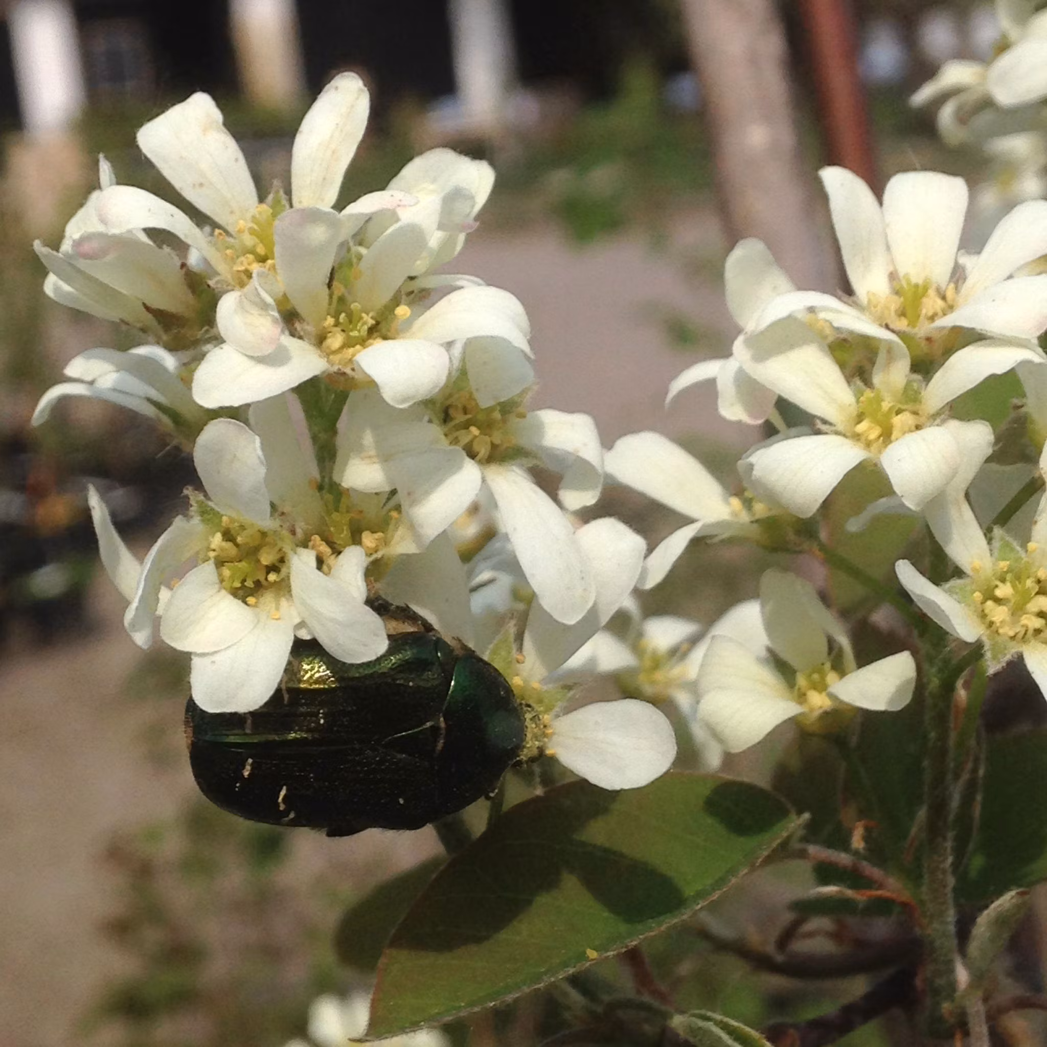 Bärhäggmispel 'Honeywood'